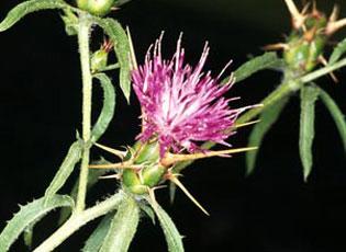 Purple star thistle