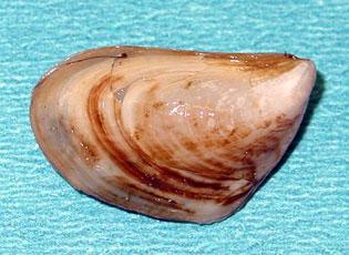 Quagga mussel