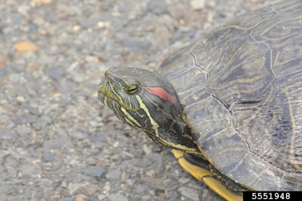 Red-eared slider