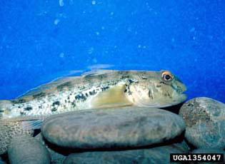 Round Goby, adult