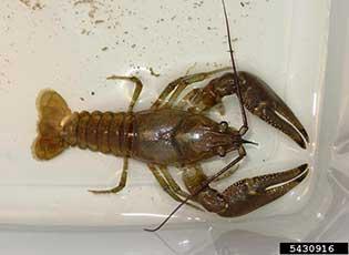 Rusty crayfish