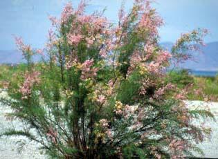 Saltcedar