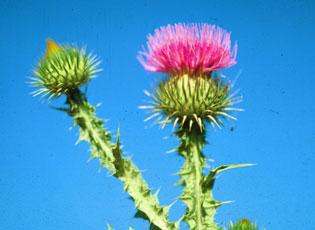 Scotch thistle