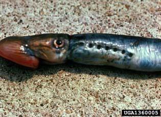 Sea lamprey