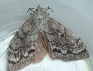 Siberian moth, adult