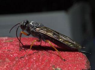 Sirex woodwasp