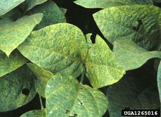 Soybean rust - Invasive.org