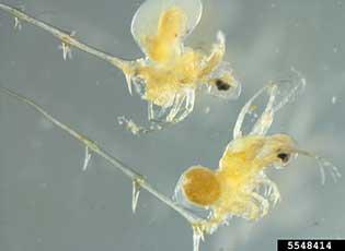 Spiny water flea