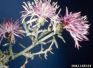 Spotted knapweed