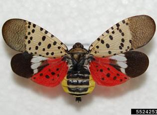 Spotted lanternfly