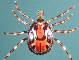 Tropical bont tick, adult male