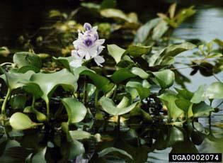 Water hyacinth