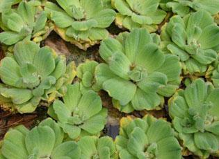 Water lettuce