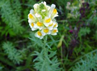 Dalmatian Toadflax