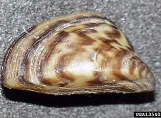 Zebra mussel