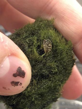 A zebra mussel nestled on a moss ball