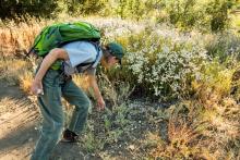 Monitoring for invasive plants