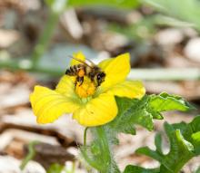 Bee pollinating