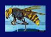 Asian giant hornet