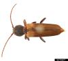 Brown Spruce Longhorn Beetle